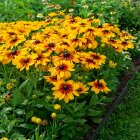 Rudbeckia hirta 'mix' / Kúpvirág  1