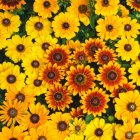 Rudbeckia hirta 'mix' / Kúpvirág  2