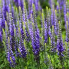 Veronica spicata 'Nana blauteppich' / Macskafarkú Veronika 1