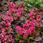 Bergenia 'Flirt' / Mini bőrlevél 1