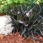 Ophiopogon planiscapus 'Nigrescens' / Kígyószakáll 1