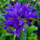 Campanula glomerata 'Freya' / Csomós harangvirág 1