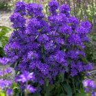 Campanula glomerata 'Freya' / Csomós harangvirág 2