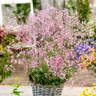 Gypsophila paniculata 'Festival pink lady' / Fátyolvirág-rezgő 1