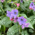 Pulmonaria officinalis / Pettyegetett tüdőfű 1