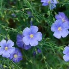 Linum perenne / Évelő Len 1