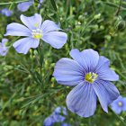 Linum perenne / Évelő Len 2