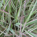 Phalaris arundinacea 'Picta' / Tarka pántlikafű 1