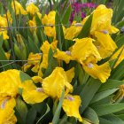 Iris germanica 'yellow bluebeard' / Törpe nőszirom 1