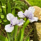 Iris germanica 'sky blue bluebeard' / Törpe nőszirom 1