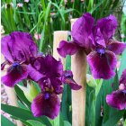 Iris germanica 'Dark purple bluebeard' / Törpe nőszirom 1