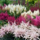 Astilbe arendsii 'Astary mix' / Tollbuga színkeverék 1