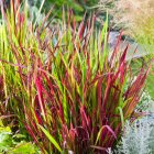Imperata cylindrica 'Red baron' / Japán alangfű 1