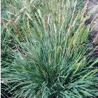 Koleria glauca / Deres fényperje 1
