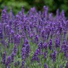 Lavandula 'Blue Scent Early' / Levendula 1
