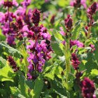 Salvia x superba 'Merleau Rose' / Ligeti zsálya 1