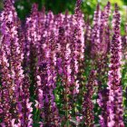 Salvia x superba 'Merleau Rose' / Ligeti zsálya 2