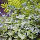 Brunnera macrophylla 'Jack frost' / Kaukázusi nefelejcs 1