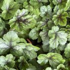 Heucherella 'pink revolution' / Turbáncső 1
