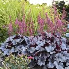 Heuchera 'Silver gumdrop' / Tűzeső 1