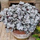 Heuchera 'Silver gumdrop' / Tűzeső 2