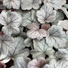 Heuchera 'Silver gumdrop' / Tűzeső 3