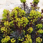 Euphorbia 'miner's merlot' / Kutyatej 1