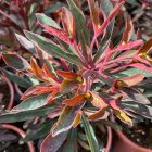 Euphorbia 'miner's merlot' / Kutyatej 2