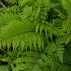 Athyrium filix-femina 'Lady in Red' / Erdei hölgypáfrány 1
