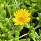 Delosperma nubigenum / Délvirág 1