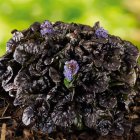 Ajuga 'Black scallop' / Indás ínfű 1