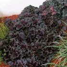 Ajuga 'Black scallop' / Indás ínfű 2
