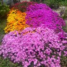 Delosperma 'Sundella apricot' / Délvirág 1