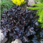 Heuchera 'black taffeta' / Tűzeső 1