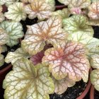 Heuchera 'Changeling' / Tűzeső 1