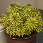 Euphorbia x martinii 'ascot rainbow' / Kutyatej 1