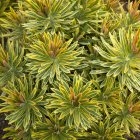 Euphorbia x martinii 'ascot rainbow' / Kutyatej 2