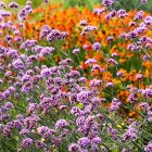 Verbena bonariensis / Ernyős verbéna 1