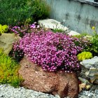 Gypsophila repens 'Filou Rose' / Havasi fátyolvirág 1