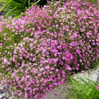 Gypsophila repens 'Filou Rose' / Havasi fátyolvirág 2