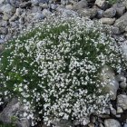Gypsophila repens 'Filou White' / Havasi fátyolvirág 2