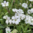 Gypsophila repens 'Filou White' / Havasi fátyolvirág 1