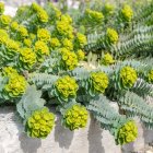 Euphorbia myrsinites / Szürke kutyatej 1
