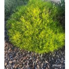 Santolina chamaecyparissus 'Lemon Fizz' / Cipruska 2