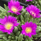 Delosperma 'Sani pass' / Délvirág 1