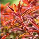 Euphorbia 'Bonfire' / Kutyatej 1
