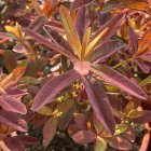 Euphorbia 'Bonfire' / Kutyatej 2