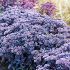 Hylotelephium 'Mojave jewels sapphire' / Pompás varjúháj 1