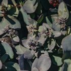 Hylotelephium 'Mojave jewels sapphire' / Pompás varjúháj 2