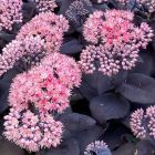 Hylotelephium 'Mojave jewels sapphire' / Pompás varjúháj 3